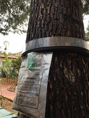 TRAMPA PROCESIONARIA reutilizable